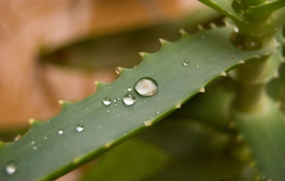 Jak poprawić pracę żołądka? Można włączyć aloes do codziennego stosowania.